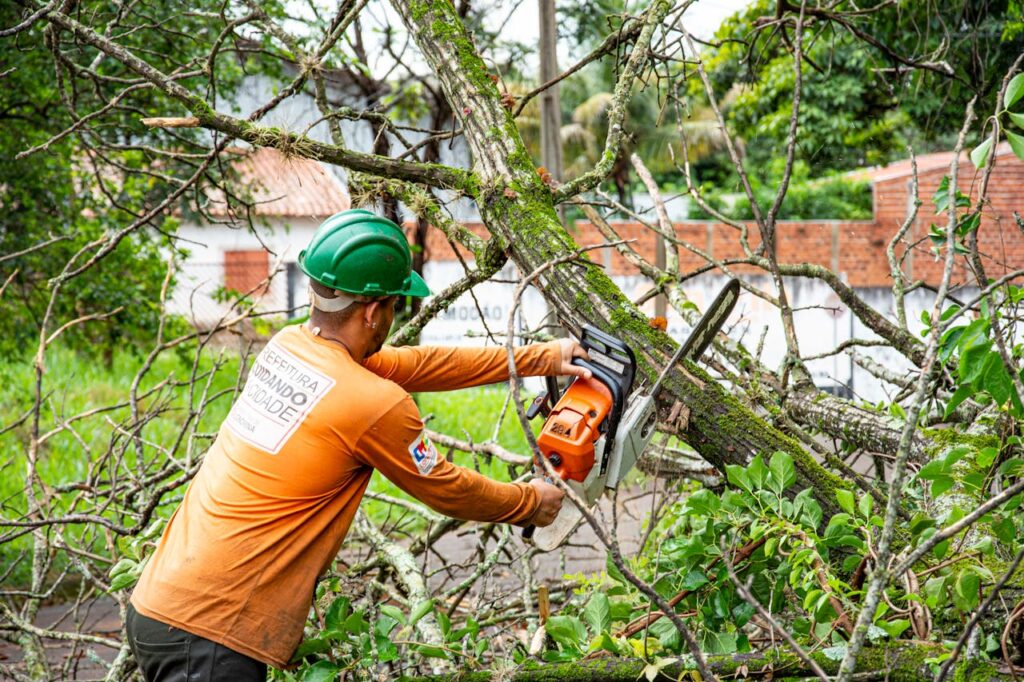 Tree Removal Palm Coast FL