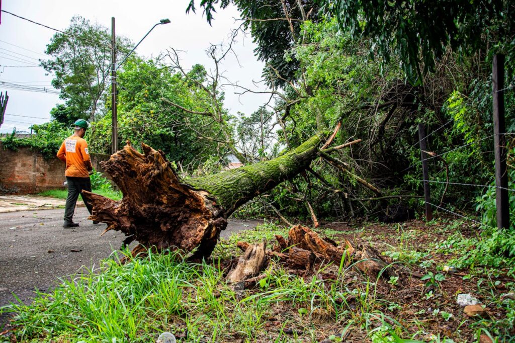 Tree Removing Palm Coast FL