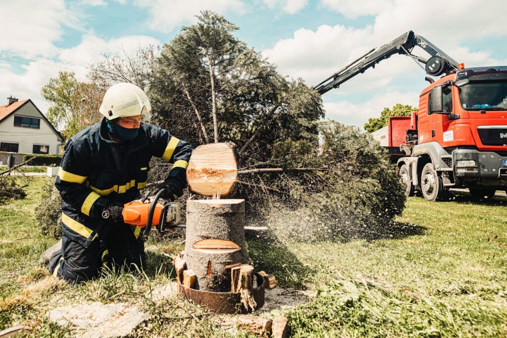 Tree service in Palm Coast, Florida
